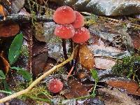 Marasmius plicatulus image