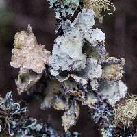 Lobaria scrobiculata image