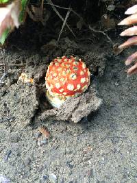 Amanita muscaria image