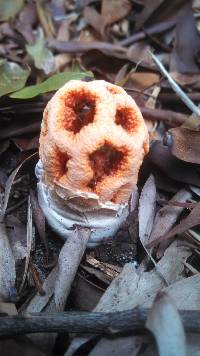 Clathrus ruber image