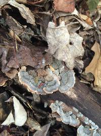 Trametes versicolor image