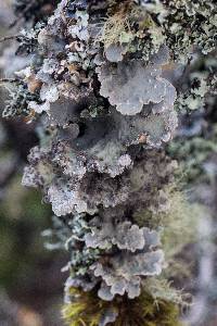 Lobaria scrobiculata image