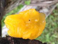 Tremella mesenterica image