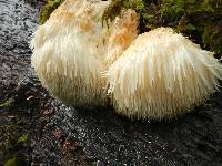 Hericium erinaceus image