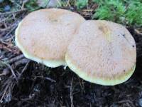 Suillus lakei image