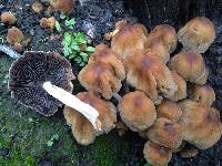 Coprinellus micaceus image