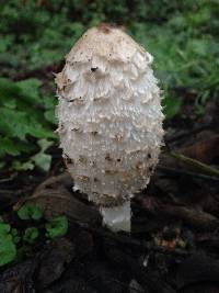 Coprinus comatus image