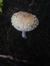 Amanita gemmata image