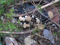 Asterophora lycoperdoides image