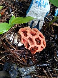 Clathrus ruber image