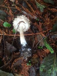 Chlorophyllum brunneum image