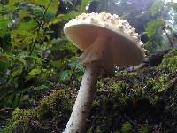 Amanita gemmata image