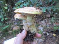 Suillus lakei image