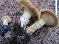 Suillus lakei image