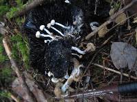 Asterophora lycoperdoides image