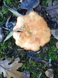 Lactarius deliciosus image