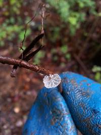 Hemimycena candida image