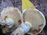 Suillus lakei image