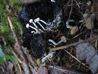 Asterophora lycoperdoides image