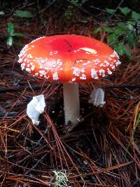 Amanita muscaria image