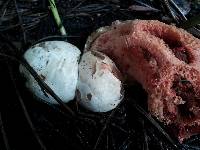 Clathrus ruber image