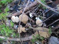 Asterophora lycoperdoides image