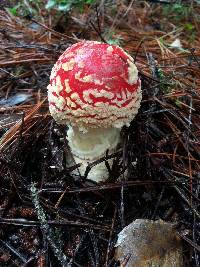 Amanita muscaria subsp. flavivolvata image