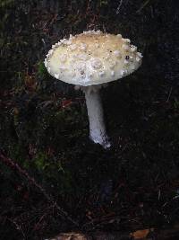 Amanita gemmata image