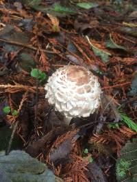 Chlorophyllum brunneum image