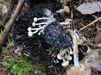 Asterophora lycoperdoides image