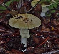 Amanita phalloides image