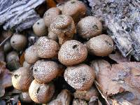 Lycoperdon perlatum image