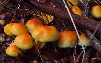 Hypholoma fasciculare image