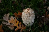 Coprinus comatus image