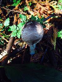 Chlorophyllum rhacodes image