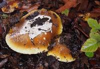 Amanita calyptroderma image