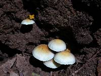 Hypholoma fasciculare image