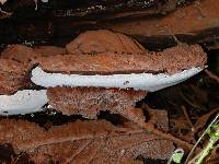 Ganoderma applanatum image