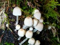 Coprinellus disseminatus image