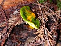 Hygrocybe psittacina var. psittacina image