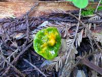 Hygrocybe psittacina var. psittacina image