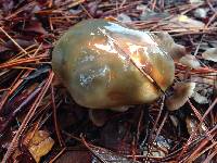 Suillus pungens image