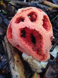 Clathrus ruber image