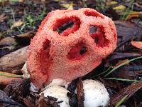 Clathrus ruber image