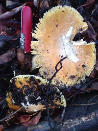 Amanita calyptroderma image