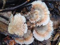 Schizophyllum commune image