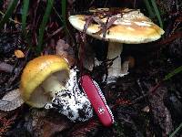 Amanita calyptroderma image