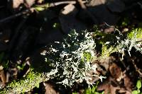 Ramalina leptocarpha image