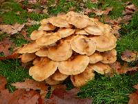 Armillaria mellea image