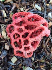 Clathrus ruber image